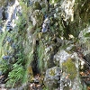 Plants: image 142 Of 208 Thumb